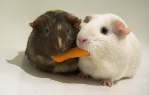 sharing_hamsters